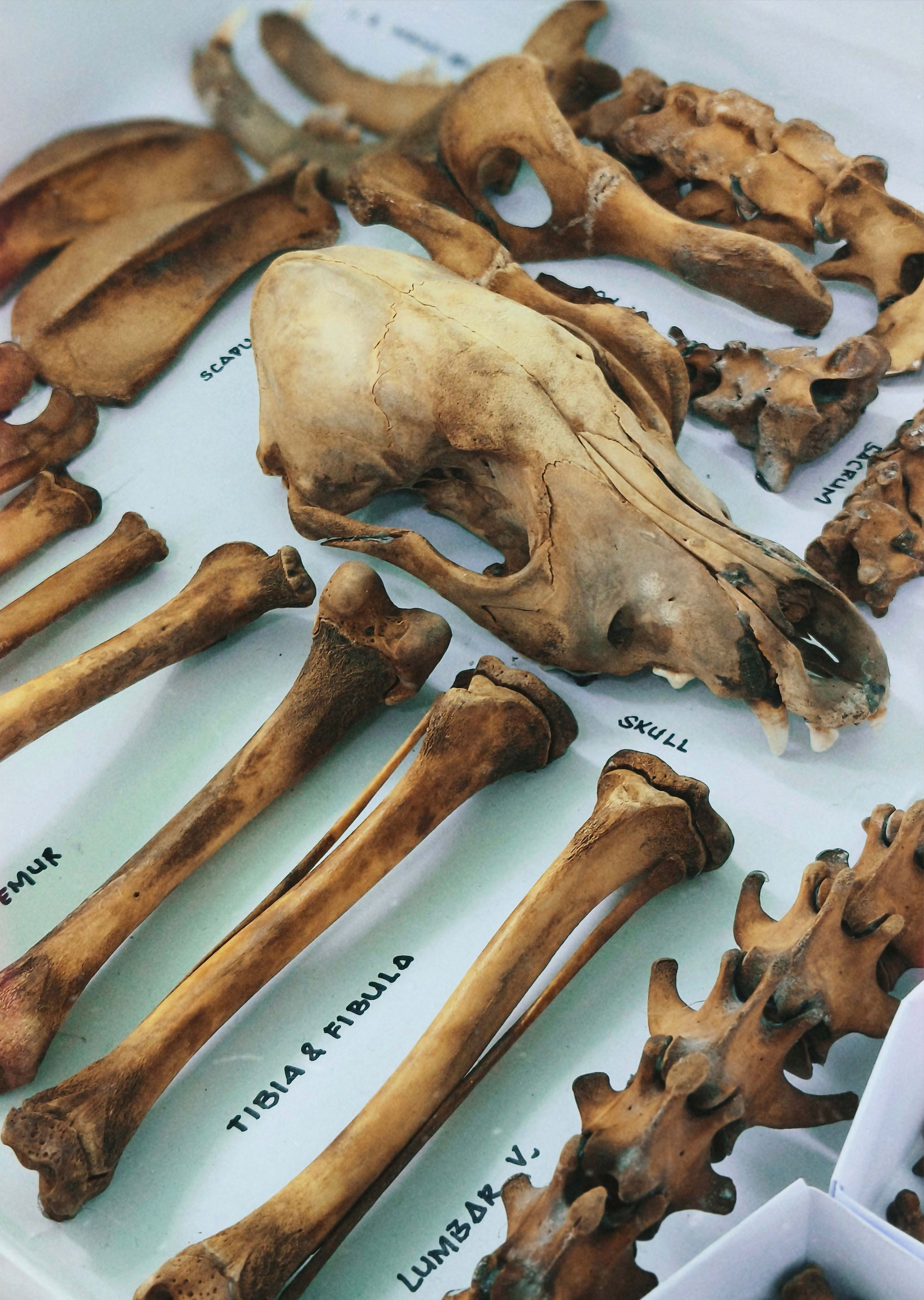 Skeletal System